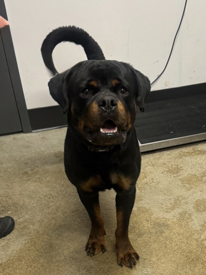 Shelter Stray Male Dog last seen Cleveland Heights, OH 44112, Cleveland, OH 44102