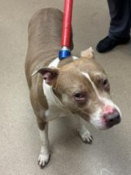 Shelter Stray Female Dog last seen Near Kingswood Place Decatur, 30034, 30034, GA, Atlanta, GA 30341