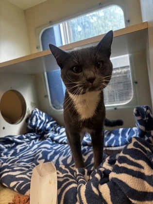 Shelter Stray Male Cat last seen Near Friendly Hills Drive, Decatur 30035, 30035, GA, Atlanta, GA 30341