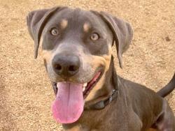 Shelter Stray Male Dog last seen Round Rock, TX 78664, Georgetown, TX 78626