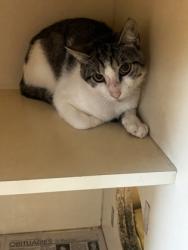 Shelter Stray Male Cat last seen Near Pequea Dr Lithonia, 30038, 30038, GA, Atlanta, GA 30341