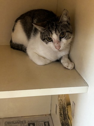 Shelter Stray Male Cat last seen Near Pequea Dr Lithonia, 30038, 30038, GA, Atlanta, GA 30341