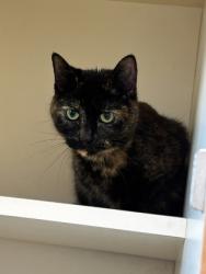 Shelter Stray Female Cat last seen Near Ember Drive 124 Decatur, 30034, 30034, GA, Atlanta, GA 30341