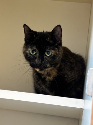 Shelter Stray Female Cat last seen Near Ember Drive 124 Decatur, 30034, 30034, GA, Atlanta, GA 30341