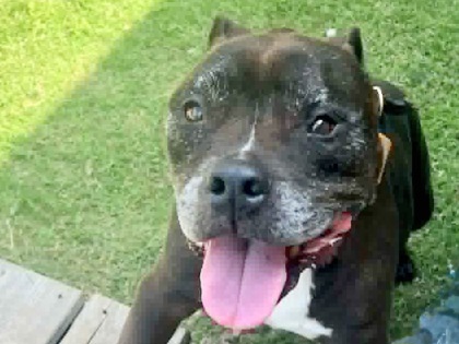Shelter Stray Male Dog last seen Round Rock, TX , Georgetown, TX 78626