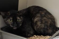 Shelter Stray Female Cat last seen Near Red Cedar Trl Stone Mountain, 30083, 30083, GA, Atlanta, GA 30341
