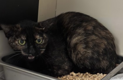 Shelter Stray Female Cat last seen Near Red Cedar Trl Stone Mountain, 30083, 30083, GA, Atlanta, GA 30341