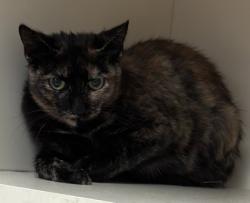 Shelter Stray Female Cat last seen Near Red Cedar Trl Stone Mountain, 30083, 30083, GA, Atlanta, GA 30341