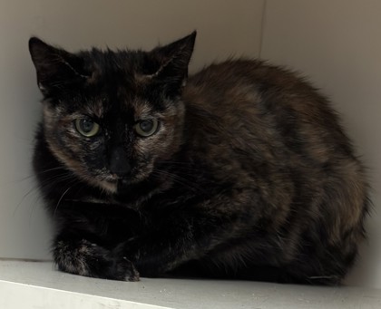 Shelter Stray Female Cat last seen Near Red Cedar Trl Stone Mountain, 30083, 30083, GA, Atlanta, GA 30341
