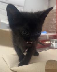 Shelter Stray Male Cat last seen N Fine and E Harvey, Fresno Zone Fresno CO 2 93727, CA, Fresno, CA 93706