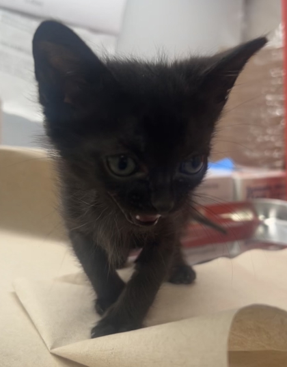 Shelter Stray Male Cat last seen N Fine and E Harvey, Fresno Zone Fresno CO 2 93727, CA, Fresno, CA 93706