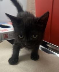 Shelter Stray Female Cat last seen N Fine and E Harvey, Fresno Zone Fresno CO 2 93727, CA, Fresno, CA 93706