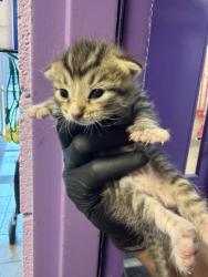 Shelter Stray Male Cat last seen Near VIRGINIA, EL PASO, TX, 79902, CITY of El Paso, TX, Fort Bliss, TX 79906