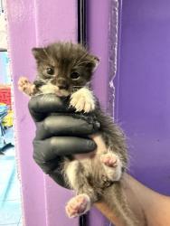 Shelter Stray Female Cat last seen Near VIRGINIA, EL PASO, TX, 79902, CITY of El Paso, TX, Fort Bliss, TX 79906