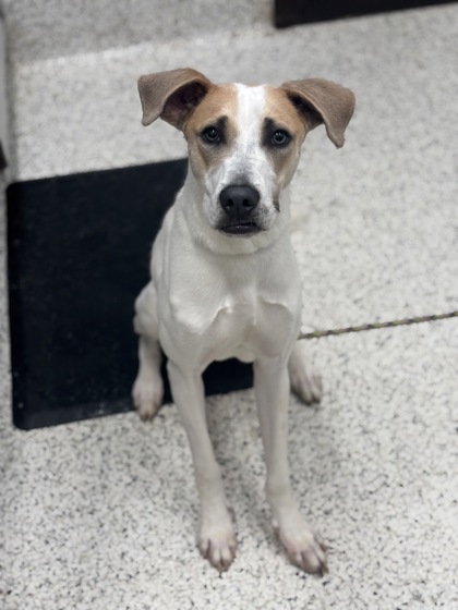 Shelter Stray Male Dog last seen Atlanta, GA 30318, Atlanta, GA 30336