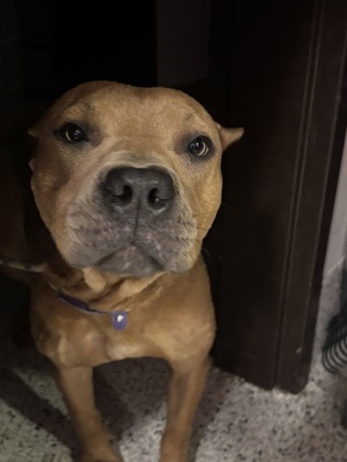 Shelter Stray Female Dog last seen Atlanta, GA 30305, Atlanta, GA 30336