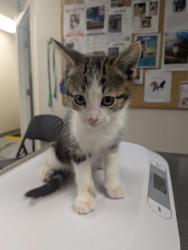 Shelter Stray Female Cat last seen Los Lunas, NM 87031, Los Lunas, NM 87031