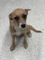 Shelter Stray Female Dog last seen Atlanta, GA 30331, Atlanta, GA 30336