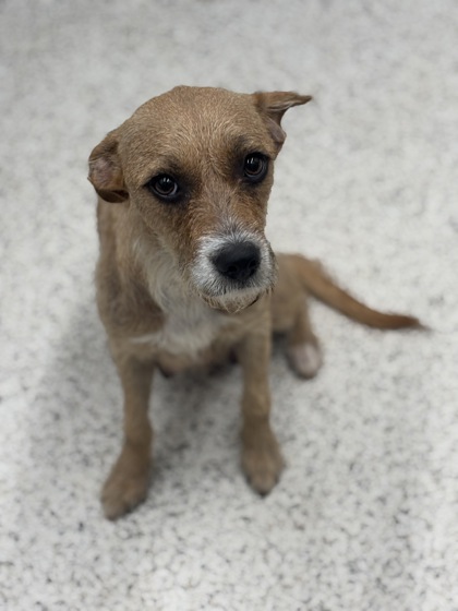 Shelter Stray Female Dog last seen Atlanta, GA 30331, Atlanta, GA 30336