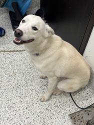Shelter Stray Female Dog last seen Atlanta, GA 30318, Atlanta, GA 30336