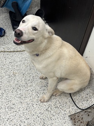 Shelter Stray Female Dog last seen Atlanta, GA 30318, Atlanta, GA 30336