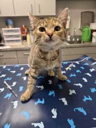 Shelter Stray Female Cat last seen Seymour, TN 37865, Sevierville, TN 37862