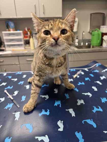 Shelter Stray Female Cat last seen Seymour, TN 37865, Sevierville, TN 37862
