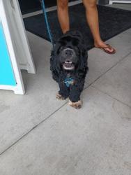 Shelter Stray Female Dog last seen Alpharetta, GA 30022, Atlanta, GA 30336