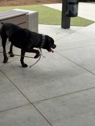 Shelter Stray Male Dog last seen Alpharetta, GA 30004, Atlanta, GA 30336