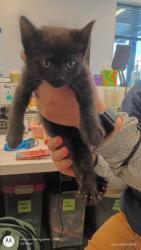 Shelter Stray Female Cat last seen Fairburn, GA 30213, Atlanta, GA 30336
