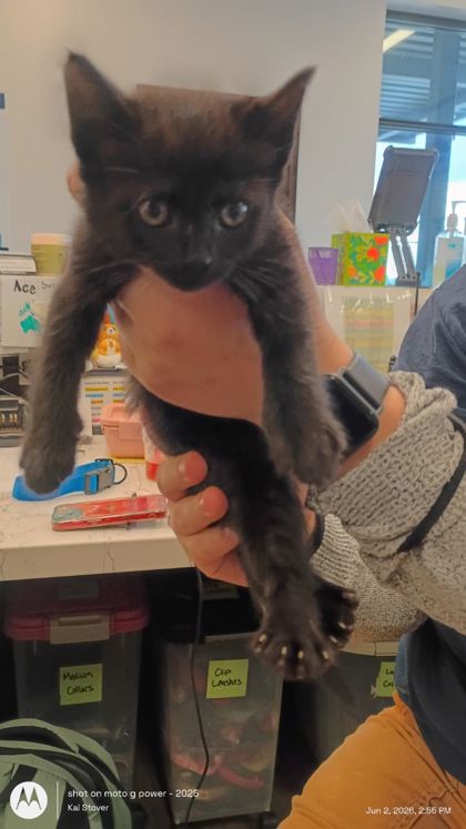 Shelter Stray Female Cat last seen Fairburn, GA 30213, Atlanta, GA 30336