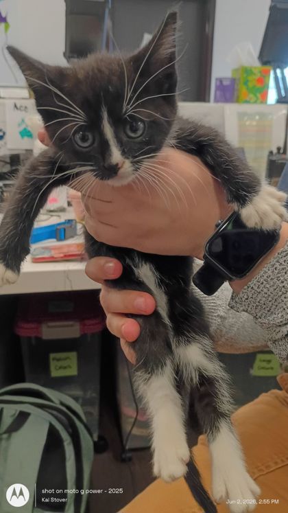 Shelter Stray Male Cat last seen Fairburn, GA 30213, Atlanta, GA 30336