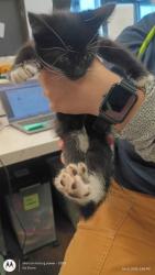 Shelter Stray Male Cat last seen Fairburn, GA 30213, Atlanta, GA 30336