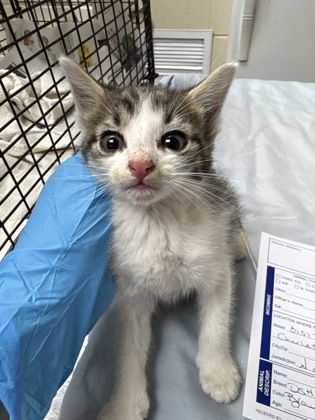 Shelter Stray Male Cat last seen North Charleston, SC 29406, North Charleston, SC 29406