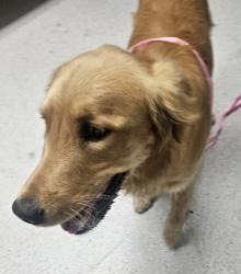 Shelter Stray Male Dog last seen Oakland, CA 94605, Oakland, CA 94601