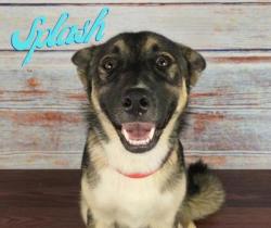 Shelter Stray Male Dog last seen Forest Hill, TX , Fort Worth, TX 76140