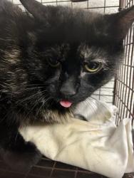 Shelter Stray Female Cat last seen Knoxville, TN 37920, Knoxville, TN 37919