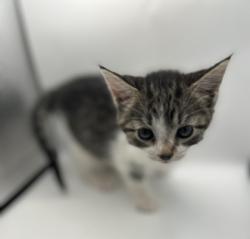 Shelter Stray Female Cat last seen Knoxville, TN 37920, Knoxville, TN 37919