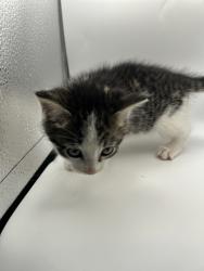 Shelter Stray Male Cat last seen Knoxville, TN 37920, Knoxville, TN 37919
