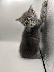 Shelter Stray Female Cat last seen Knoxville, TN 37920, Knoxville, TN 37919