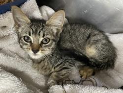 Shelter Stray Female Cat last seen New Bern, NC 28560, New Bern, NC 28562