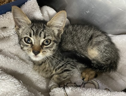 Shelter Stray Female Cat last seen New Bern, NC 28560, New Bern, NC 28562