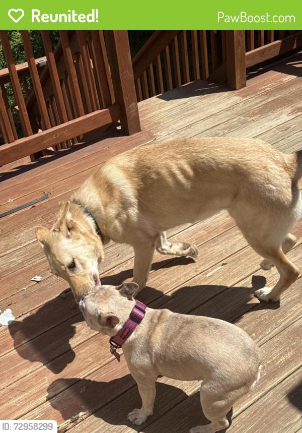 Reunited Female Dog last seen Buttermere, Fayetteville, NC 28314