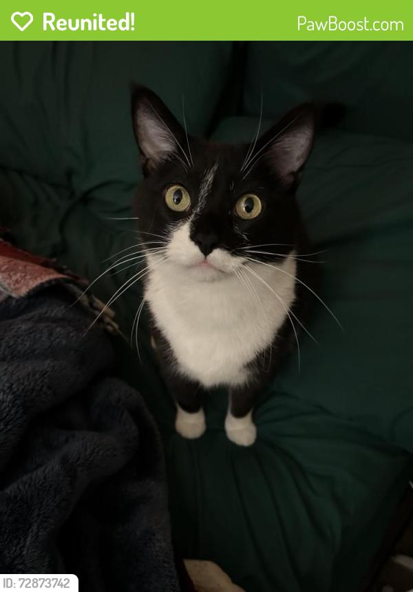 Reunited Male Cat last seen Robinson and Vermont , San Diego, CA 92103