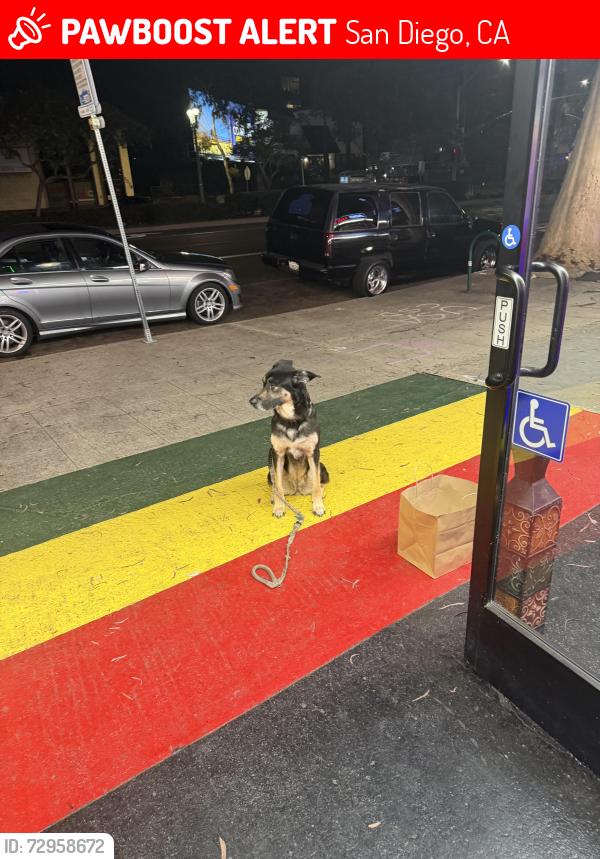 Lost Female Dog last seen Florida upas , San Diego, CA 92103