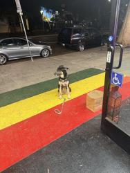 Lost Female Dog last seen Florida upas , San Diego, CA 92103