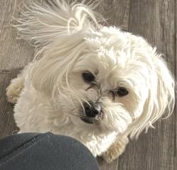 Reunited Male Dog last seen Shields and Blackstone, Fresno, CA 93704