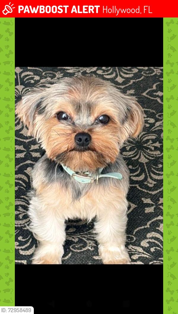 Lost Male Dog last seen 19th st. , surroundings ( Hollywood area ), Hollywood, FL 33020