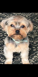 Lost Male Dog last seen 19th st. , surroundings ( Hollywood area ), Hollywood, FL 33020