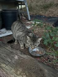 Found/Stray Unknown Cat last seen Brotherton Rd/Miller Ave, Escondido, CA 92025
